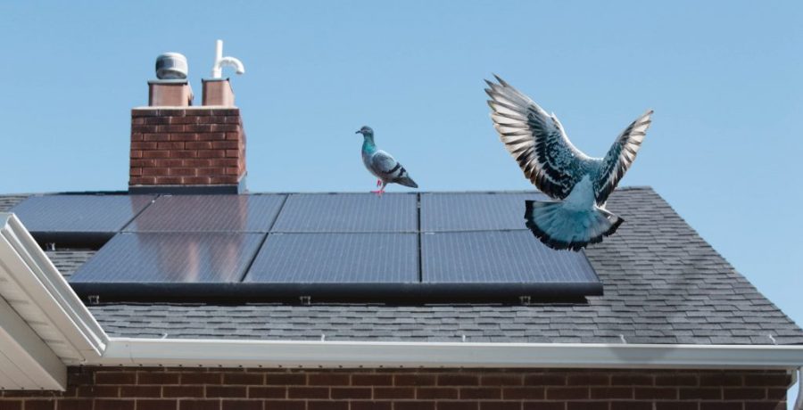 Image of pigeons roosting on solar panels on a home.
