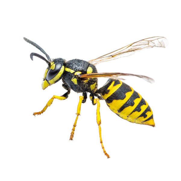 Close up image of a yellowjacket wasp.